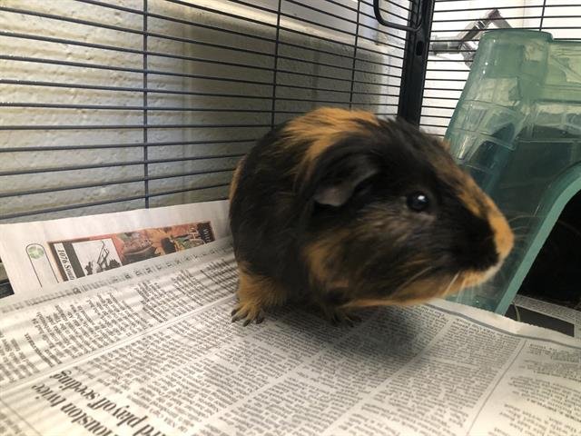 GEORGE - Guinea Pig available for adoption