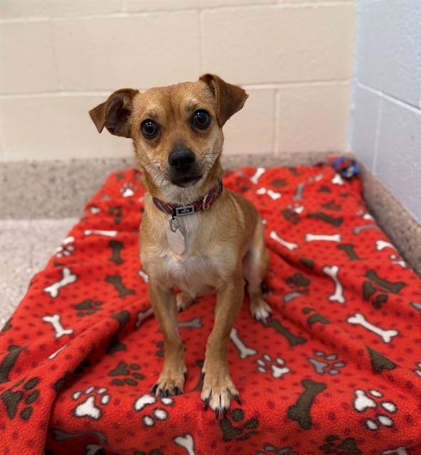 CHULITA - Chihuahua available for adoption