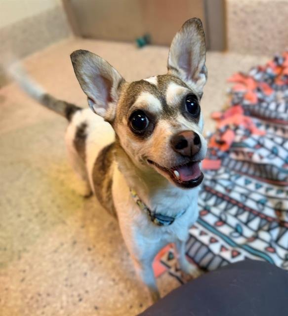 DIAMOND - Chihuahua available for adoption