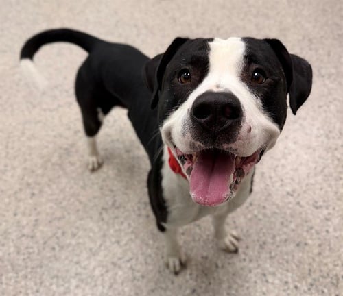 MILO - Pit Bull Terrier available for adoption