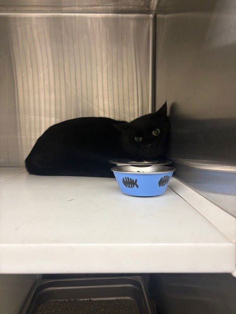 *HANNAH - Domestic Short Hair available for adoption