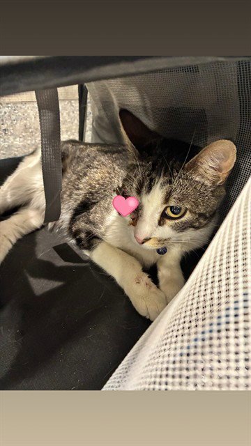 JJ - Domestic Short Hair for adoption in Thornton