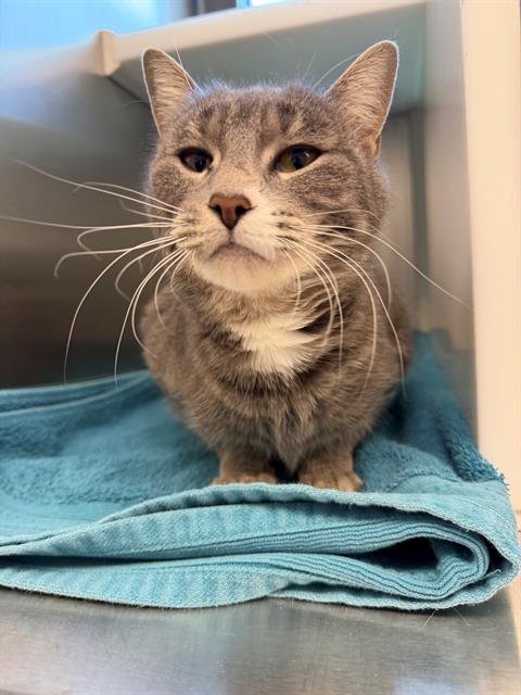 *KISMET - Domestic Short Hair available for adoption