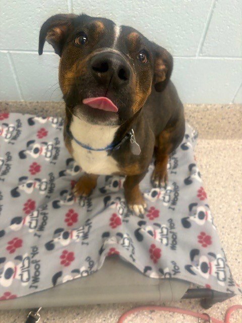 *LORD FARQUAAD - Pit Bull Terrier / Pembroke Welsh Corgi available for adoption