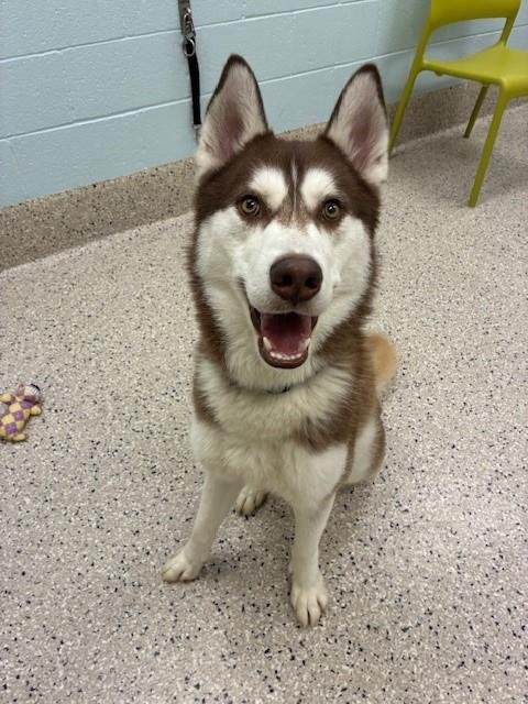 *QUESO - Siberian Husky available for adoption