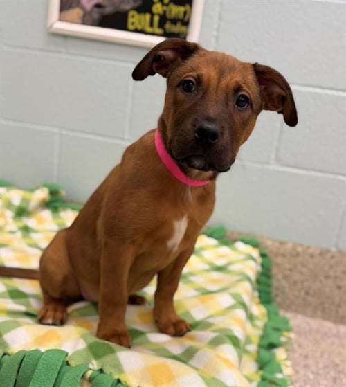 CINNAMON - Rhodesian Ridgeback available for adoption