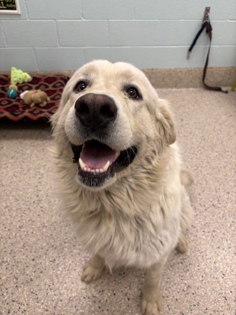 *BIG FLUFF - Great Pyrenees available for adoption