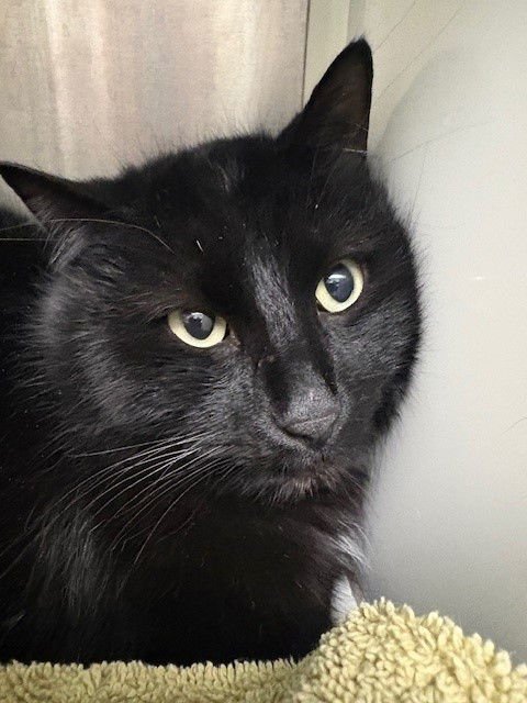 WHISKEY - Domestic Medium Hair available for adoption