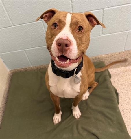 BANNER - Pit Bull Terrier available for adoption