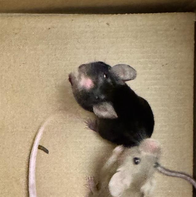 BEAN - Mouse available for adoption