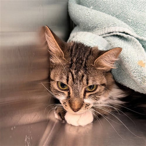 *KELLY R - Domestic Short Hair available for adoption