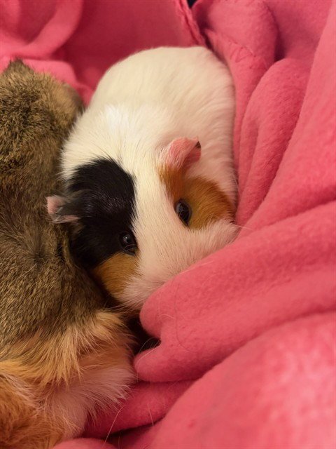 KORRA - Guinea Pig available for adoption