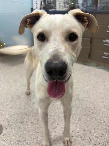 *PLUTO - Labrador Retriever available for adoption