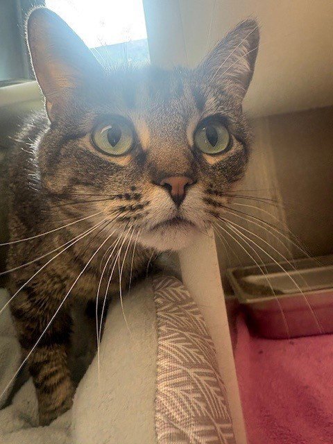 ARTEMIS - Domestic Medium Hair for adoption in Boulder