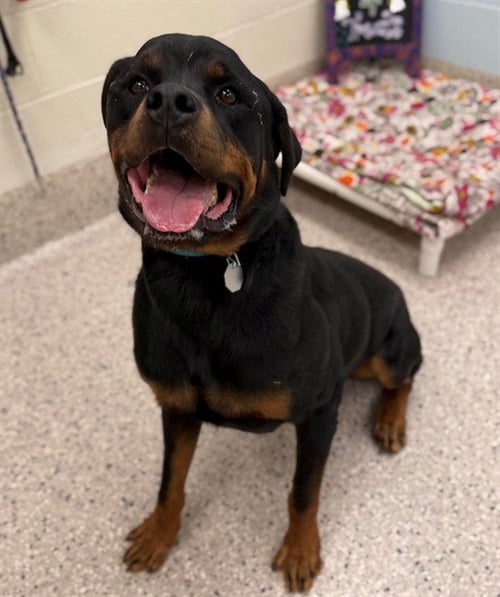 BANDIT - Rottweiler available for adoption