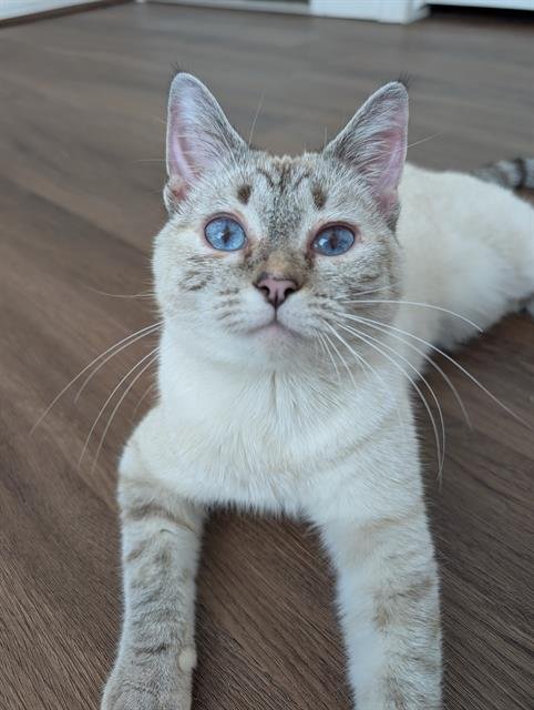 *QUINN - Siamese available for adoption