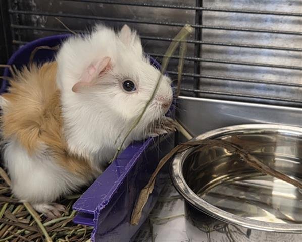 *JO - Guinea Pig available for adoption