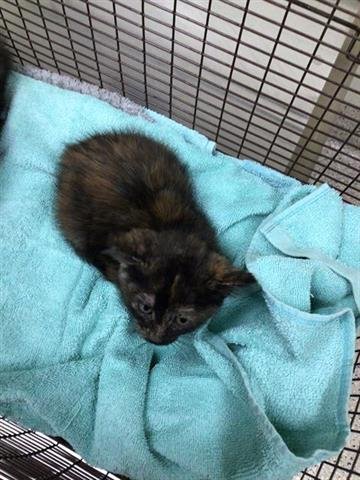 *MOON - Domestic Short Hair available for adoption