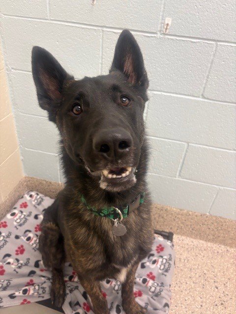 SPORT - Dutch Shepherd / Belgian Shepherd Malinois available for adoption