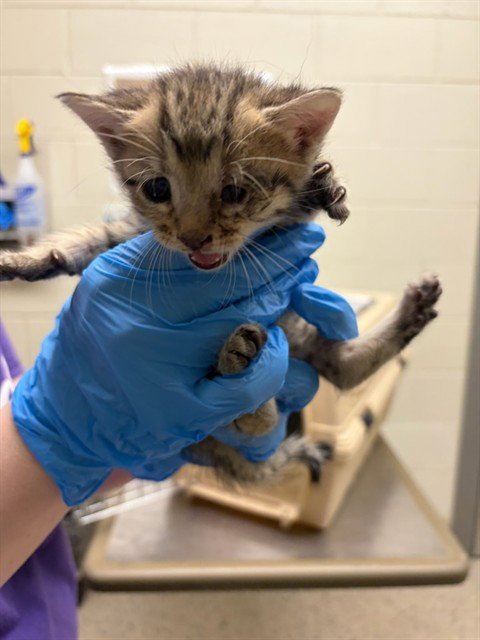 *BIG CHEESE - Domestic Short Hair available for adoption