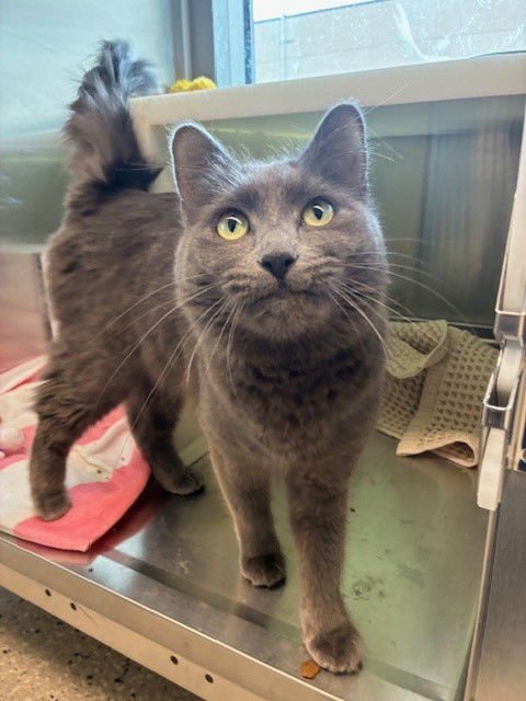 *WATERLOO - Domestic Medium Hair available for adoption