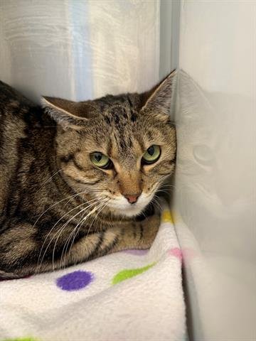 *FLUFFY SOX - Domestic Short Hair available for adoption