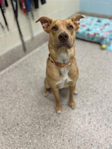 JADEY - Pit Bull Terrier available for adoption