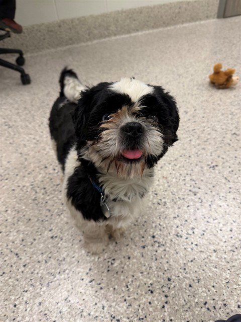 *ASH - Shih Tzu available for adoption