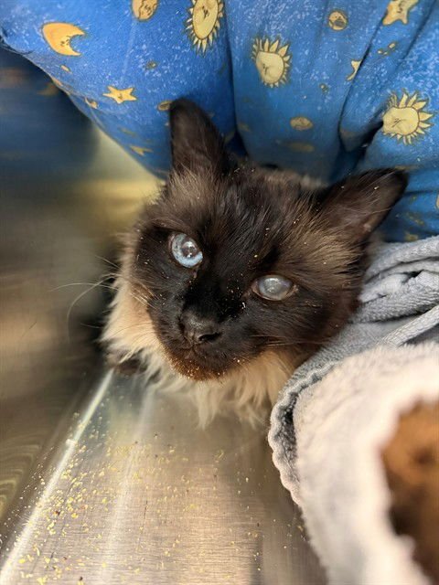 PEPPER - Siamese available for adoption