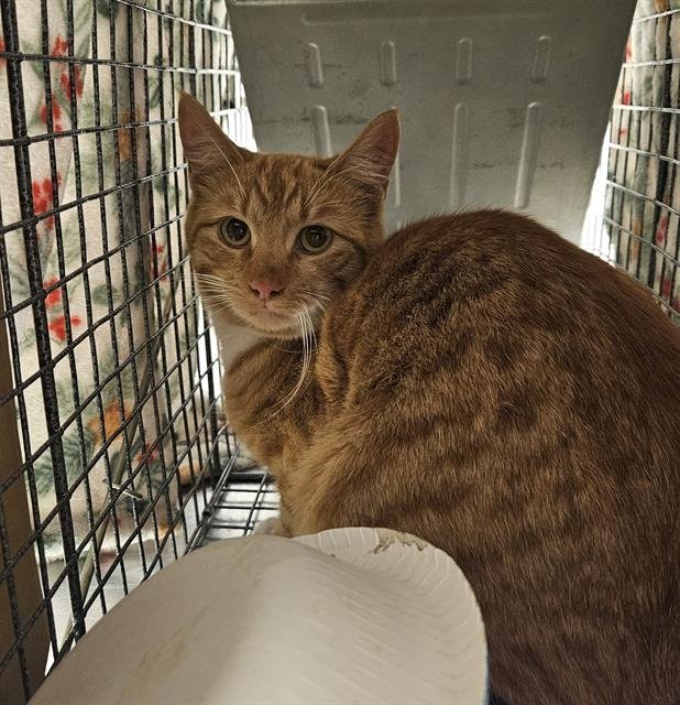 *BUTTERSCOTCH - Domestic Short Hair available for adoption