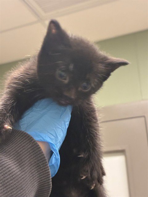 *KRAEMER - Domestic Short Hair for adoption in Thornton