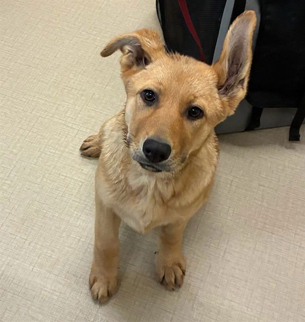 *NORA - German Shepherd Dog available for adoption