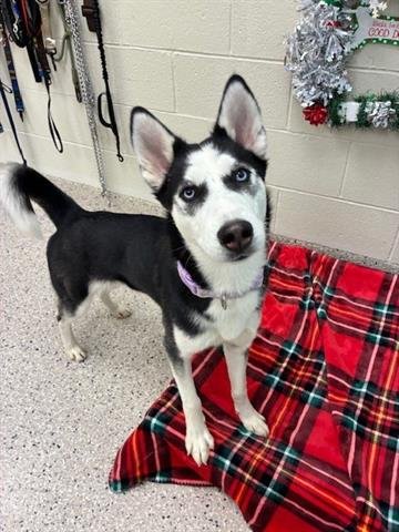 OPHELIA - Siberian Husky available for adoption