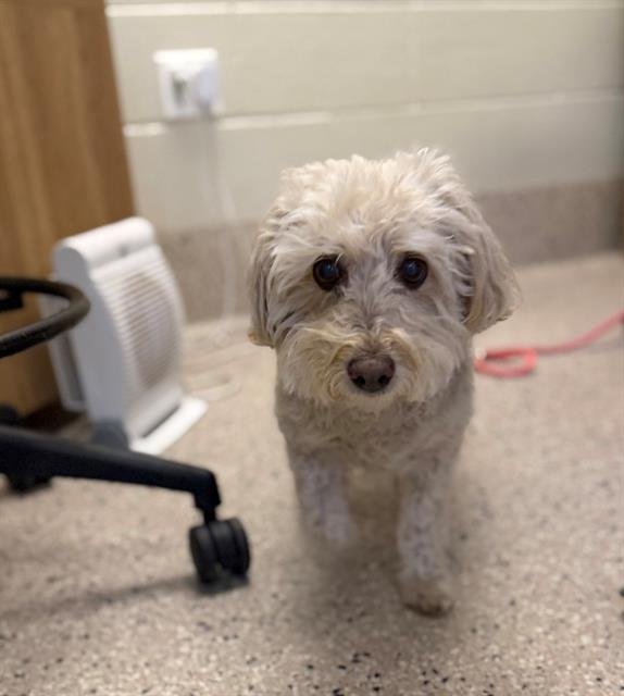 GRACIE - Poodle (Miniature) available for adoption