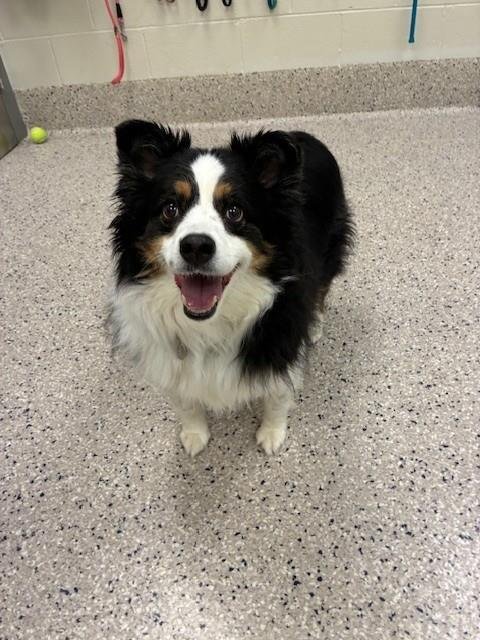 BINDI - Australian Shepherd available for adoption