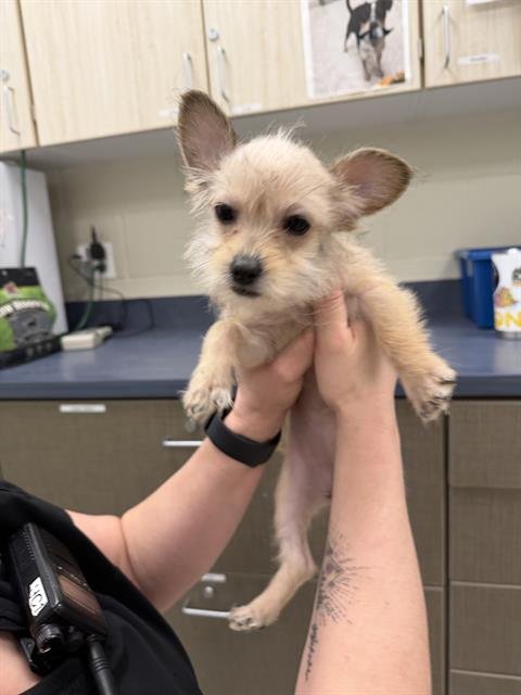 *PORRIDGE - Terrier available for adoption