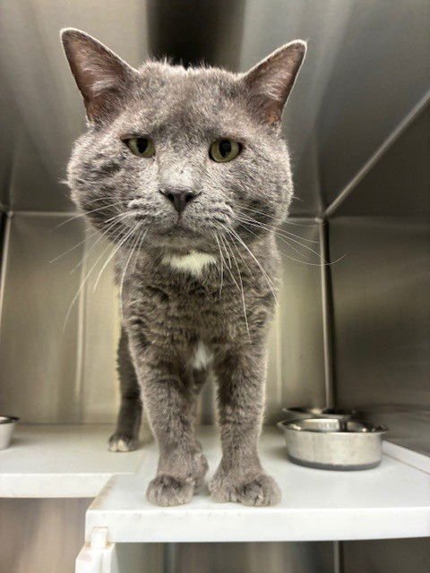 *SIMON - Domestic Short Hair available for adoption