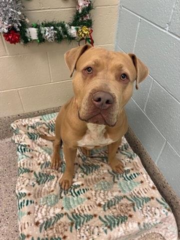 *CAROLINA - American Pit Bull Terrier available for adoption