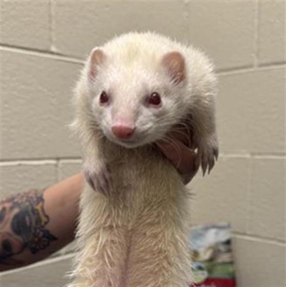 *MATZO BALL - Ferret available for adoption