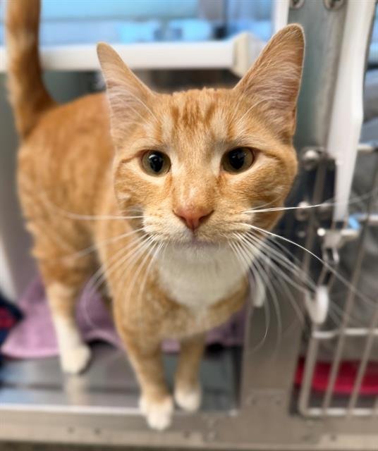 *BUTTERFINGERS - Domestic Short Hair available for adoption