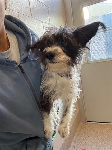 *AQUILO - Terrier available for adoption