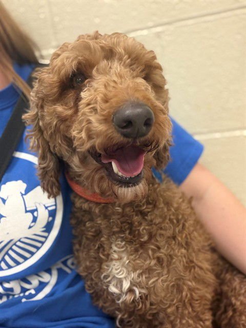 FINN - Poodle (Miniature) available for adoption