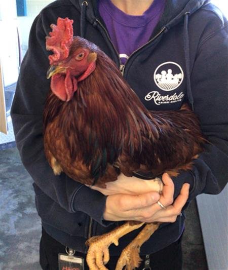 *SWADDLES - Chicken available for adoption