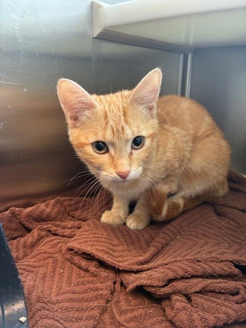 *CALZONE - Domestic Medium Hair available for adoption