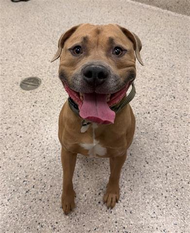 *RUSSEL - Pit Bull Terrier available for adoption