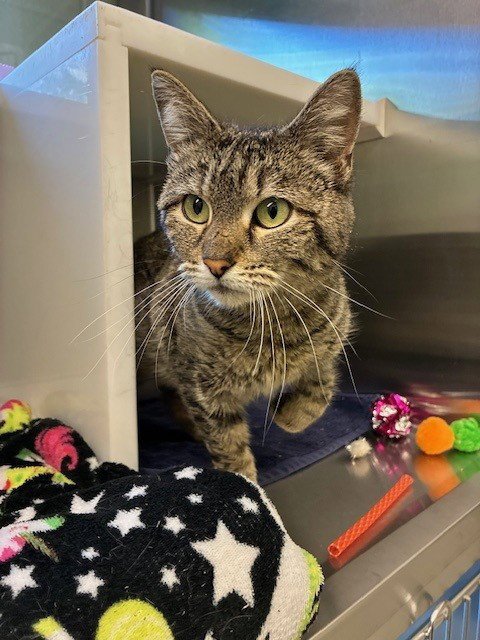 *FOAM - Domestic Short Hair for adoption in Thornton