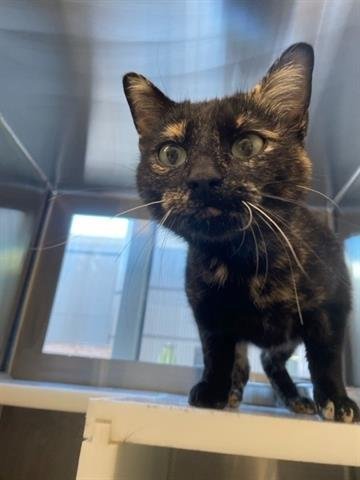 *MYSTIQUE - Domestic Short Hair available for adoption