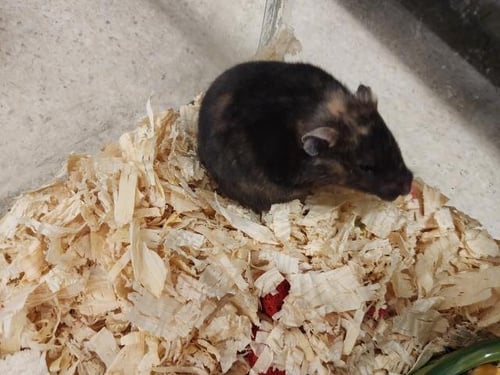 *AMANDA - Hamster available for adoption