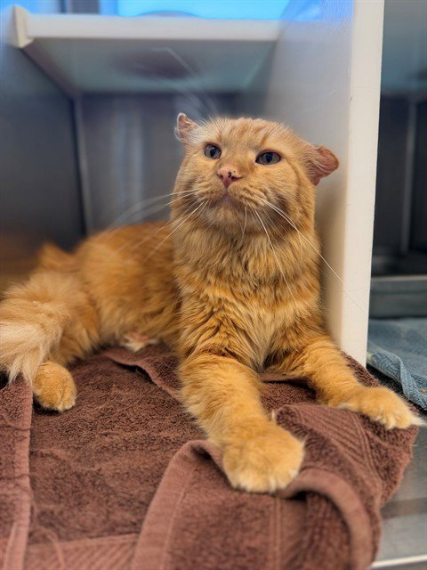 BUBBA - Domestic Long Hair available for adoption