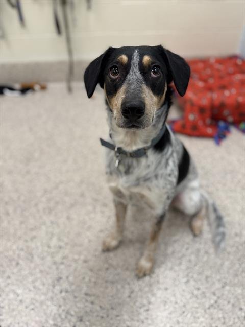 ROSIE - Australian Cattle Dog/Blue Heeler available for adoption